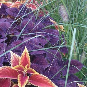 Meet your Posher, Doris